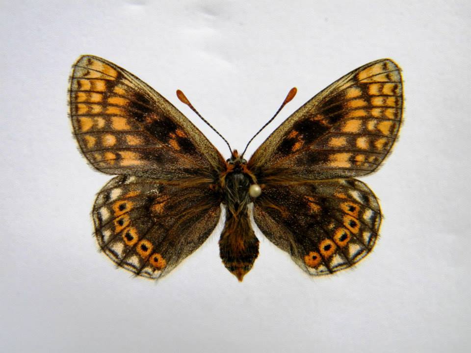 Euphydryas aurinia (cold shock abberant) C (Internet Image property of respective owner, non-commercial use only)
